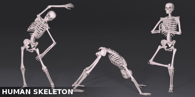 Human skeleton in motion how to improve your posture