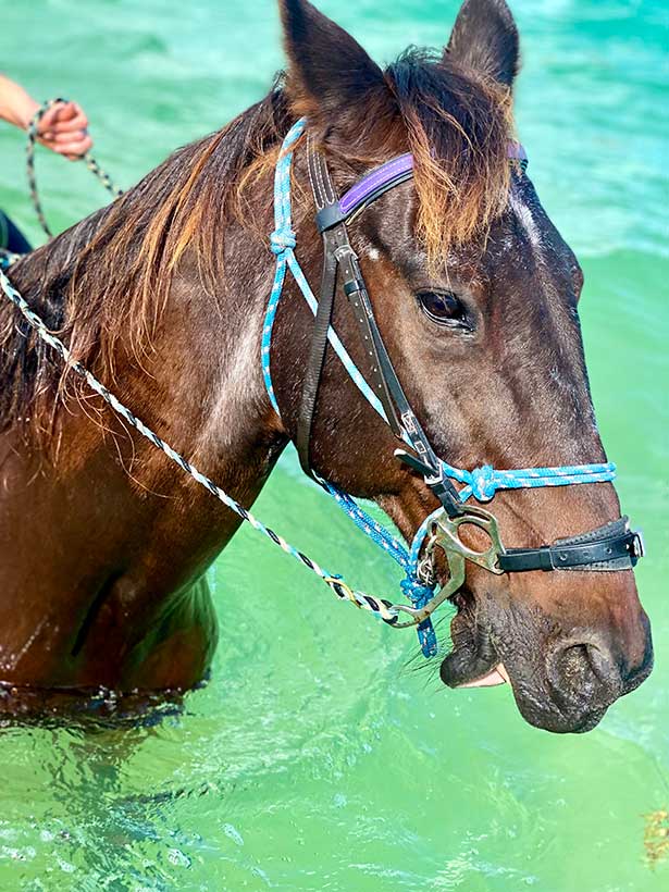 Provo ponies Providenciales horse water
