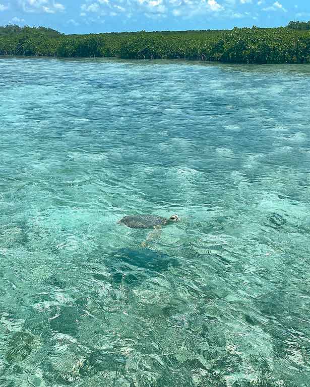 sea turtle mangroves Turks Caicos Providenciales