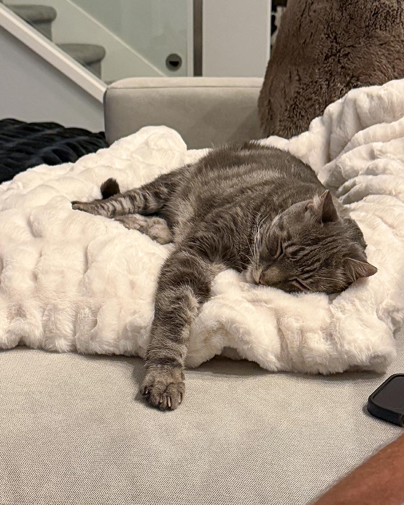 lola blankets sale creamy cloud large with cat sleeping