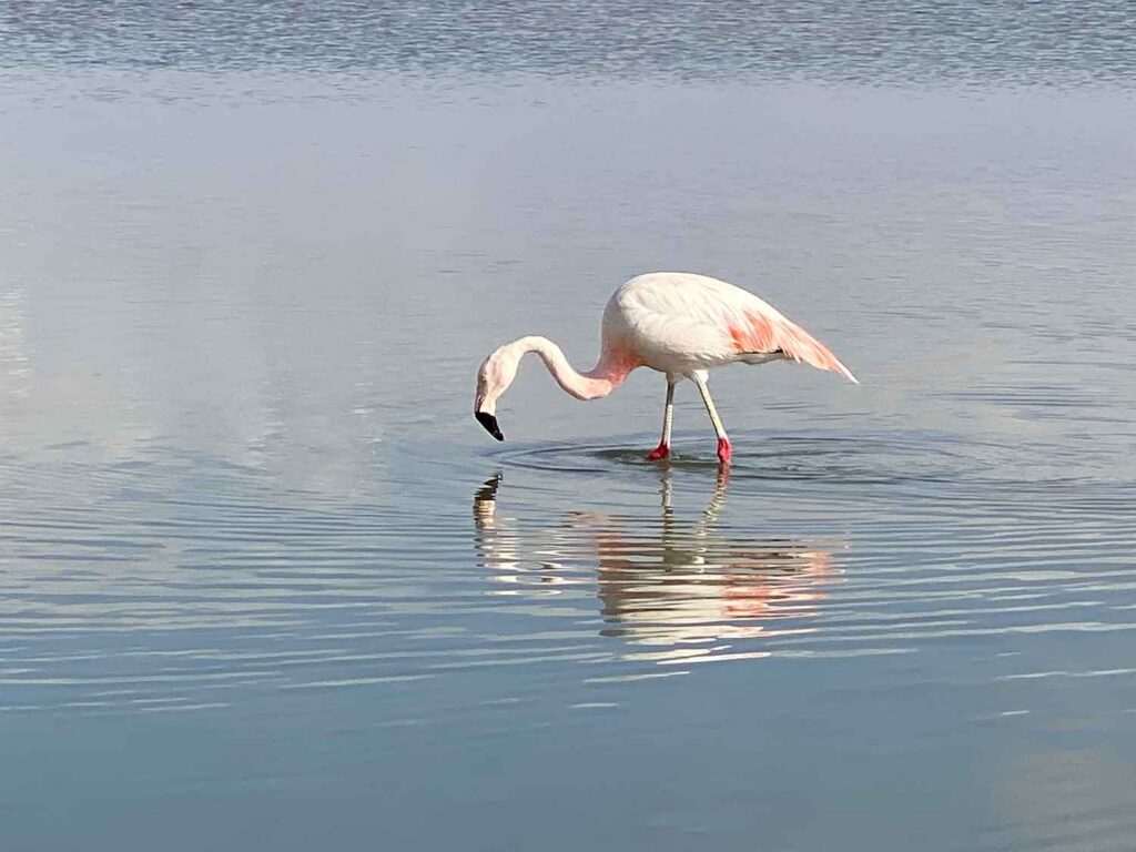 Visiting Flamingoes Laguna Chaxa chile