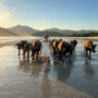 Selong Belanak lombok water buffalo beach sunset